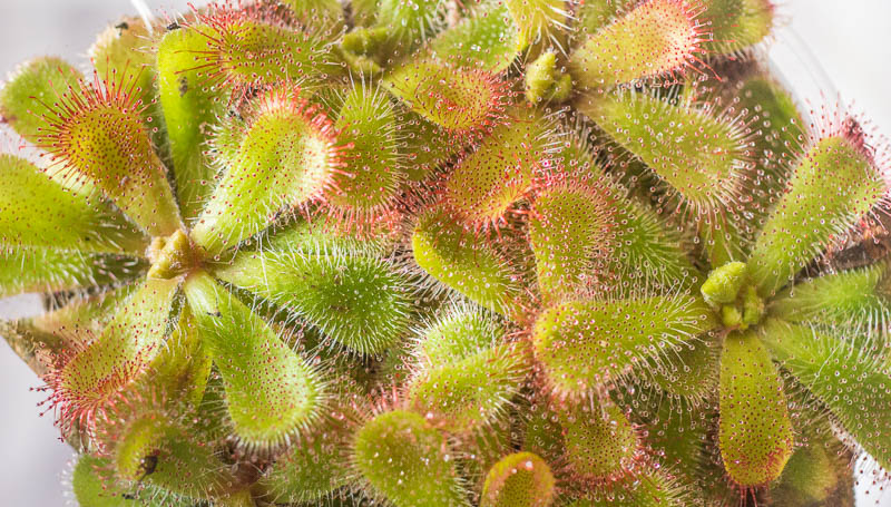 Drosera cuneifolia